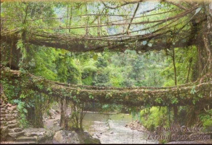 Living Roots Lodge Cherrapunji Buitenkant foto